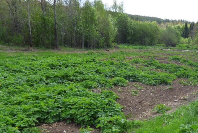 На территории Соликамского городского округа продолжаются работы по химической обработке борщевика Сосновского